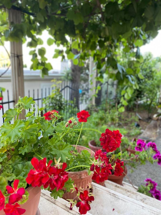 Apartments Katarina Garden Petrovac Bagian luar foto
